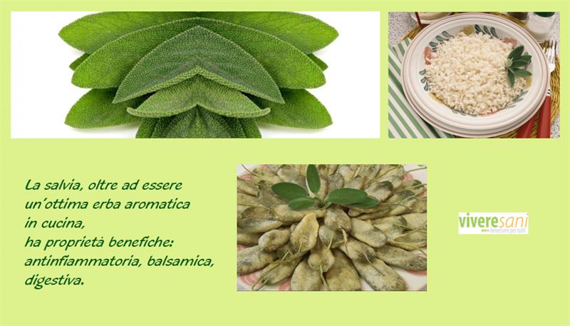 Salvia: pianta aromatica dai molteplici usi